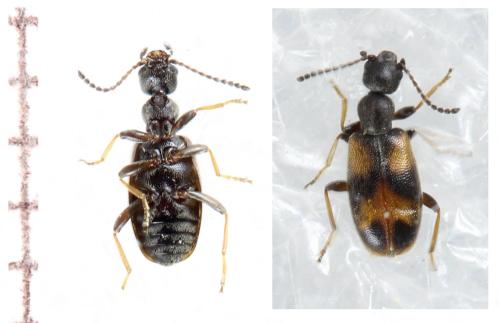Réf. 307 812 : Anthicus antherinus